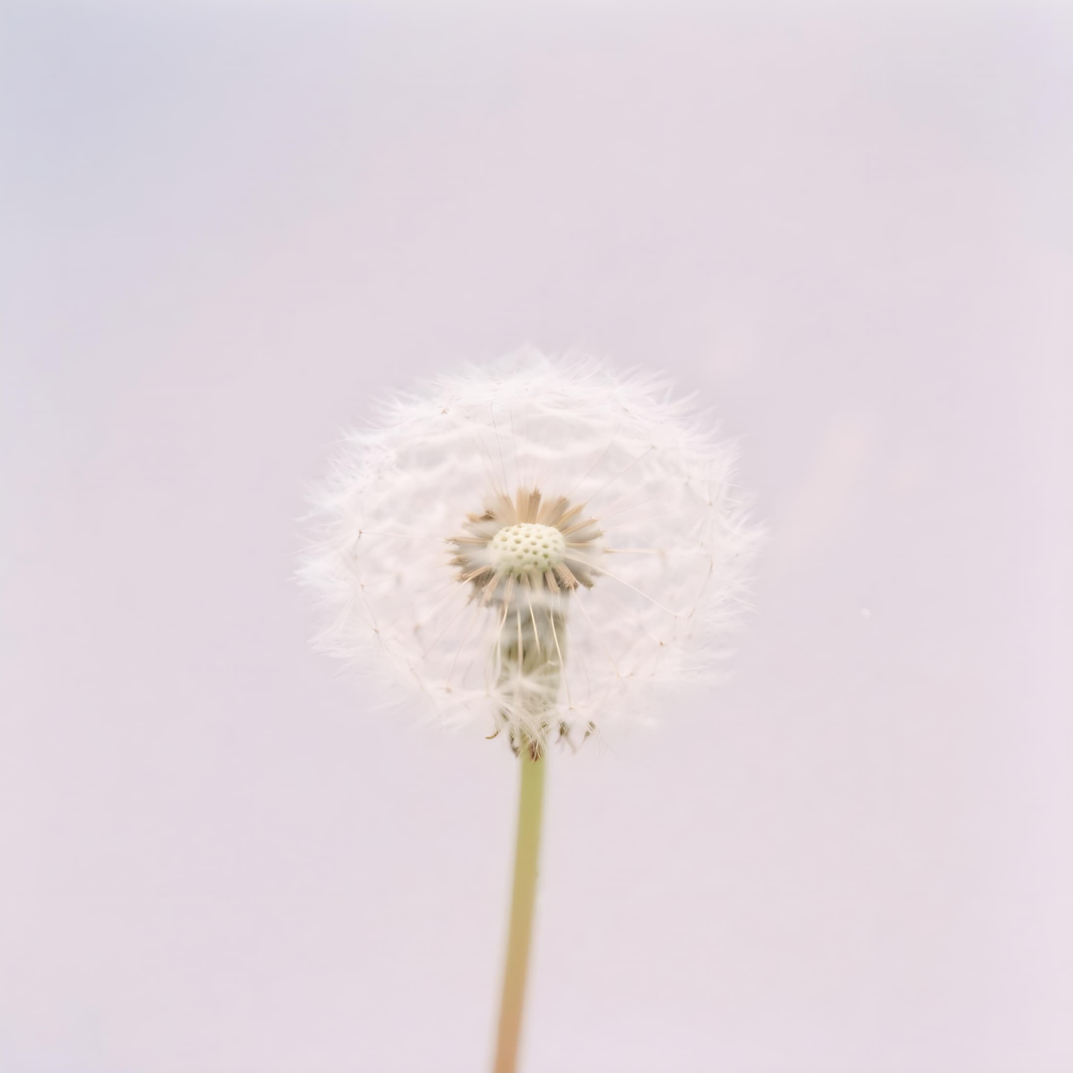 The Meaning of Dandelions: Symbolism of Hope and Everlasting Wishes