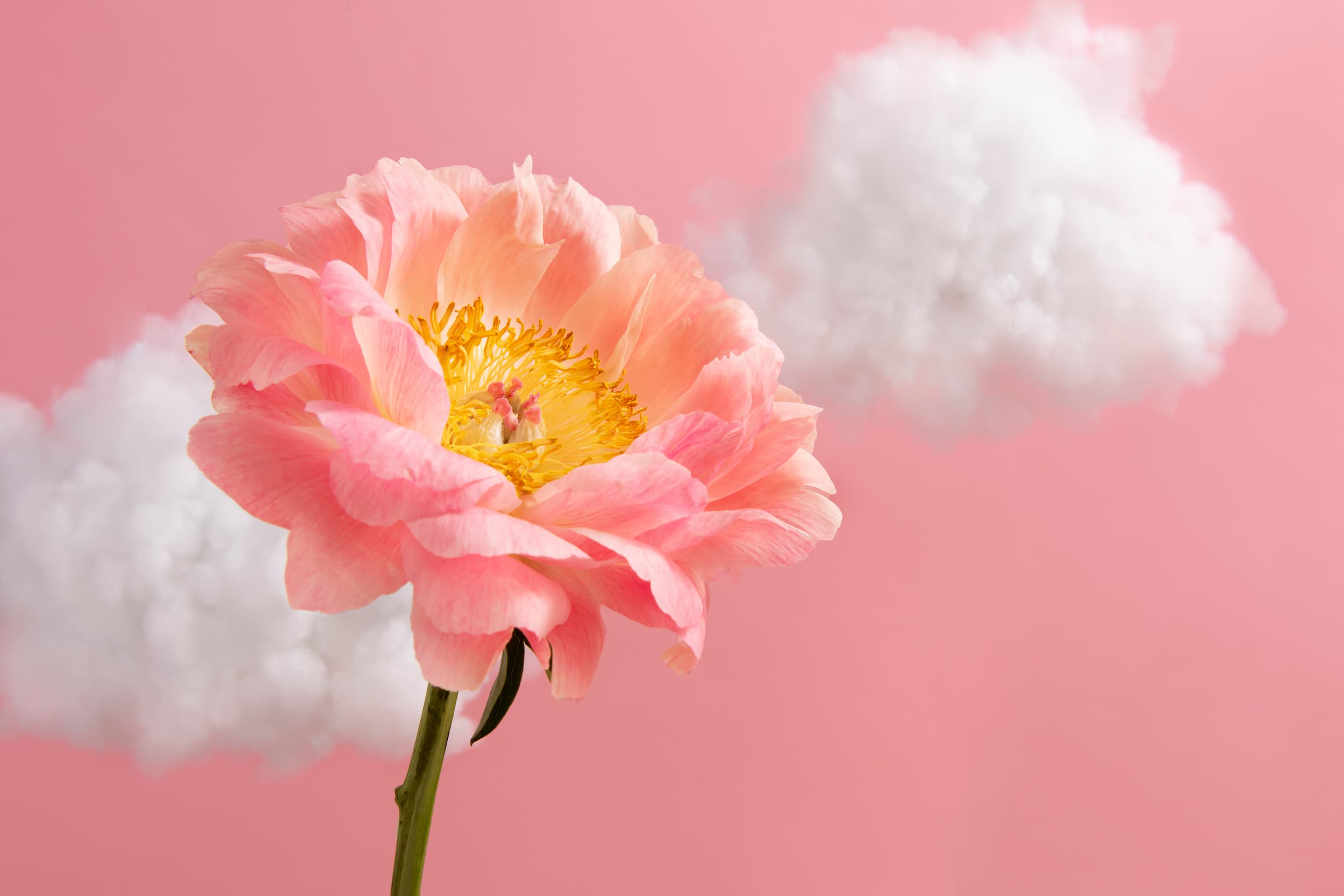 5 Common Mistakes to Avoid When Buying Flowers Online in Malaysia