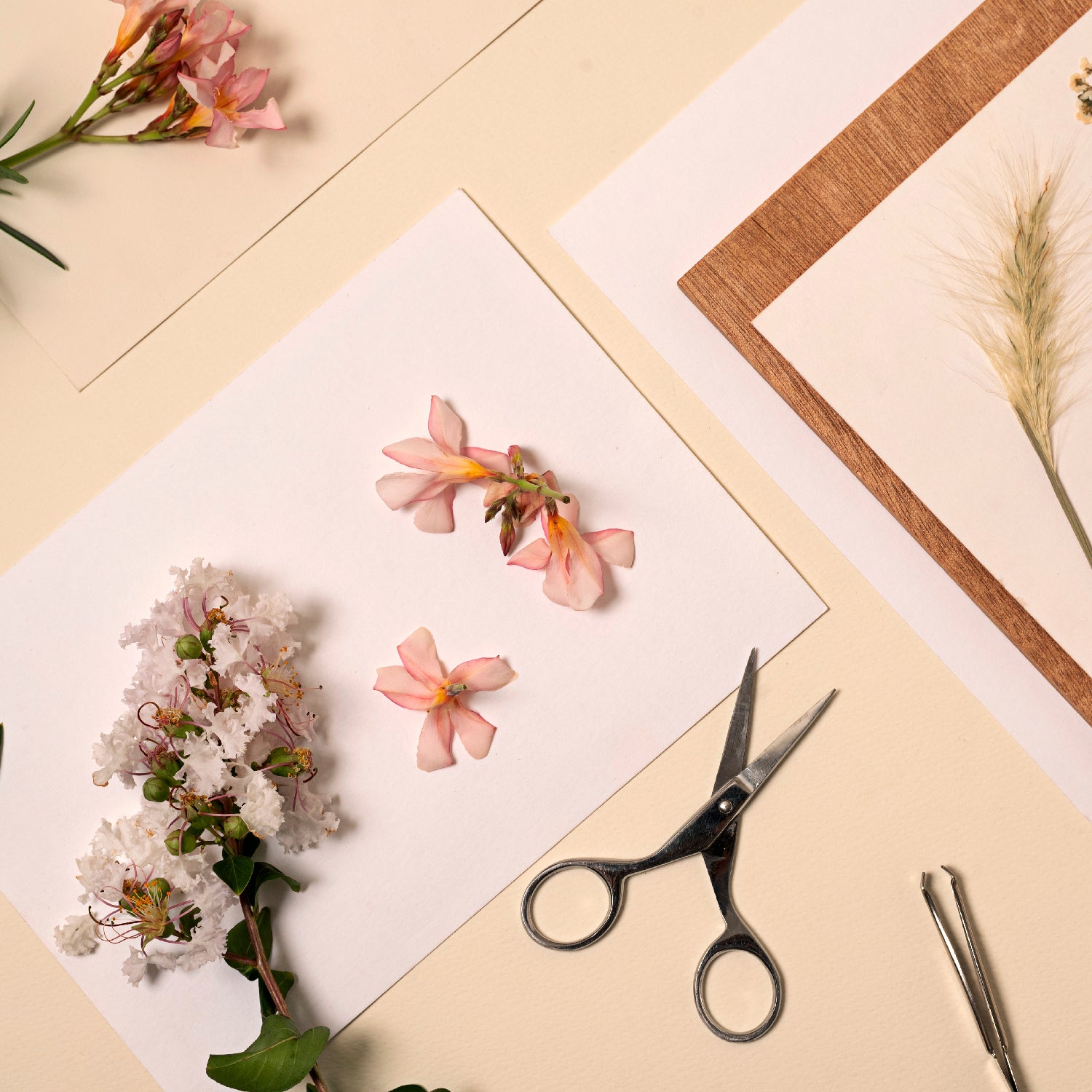 An overhead flat-lay view of a flower pressing kit, including a small pair of scissors, tweezers, fresh pink and white flowers, and two white sheets of paper on a beige background. A wooden frame with a pressed wheat stalk is visible in the top right corner.
