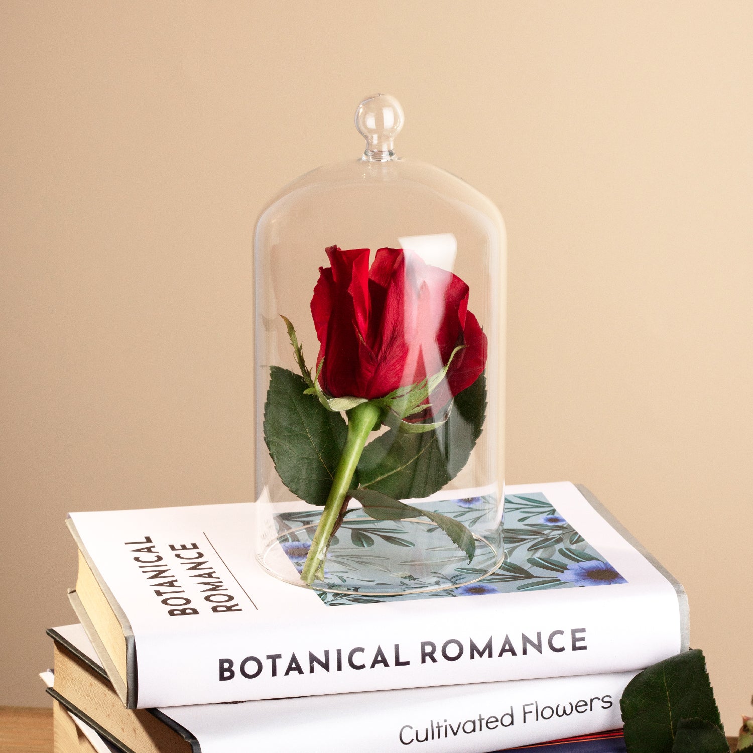 A single, deep red rose with a green stem and leaves, encased in a clear glass dome with a decorative knob on top. The dome is placed on top of a stack of books. The background is a plain beige color.
