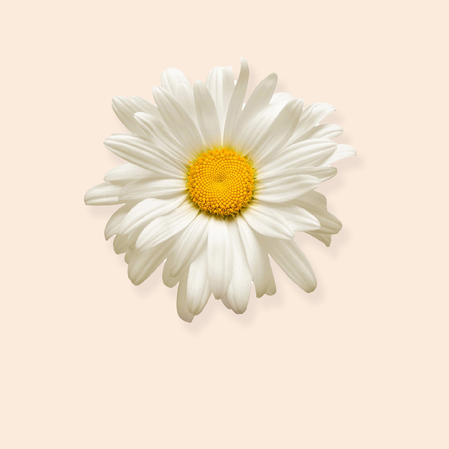 A close-up overhead shot of a single white daisy flower with a bright yellow center. The flower is against a soft beige background with a subtle shadow underneath.