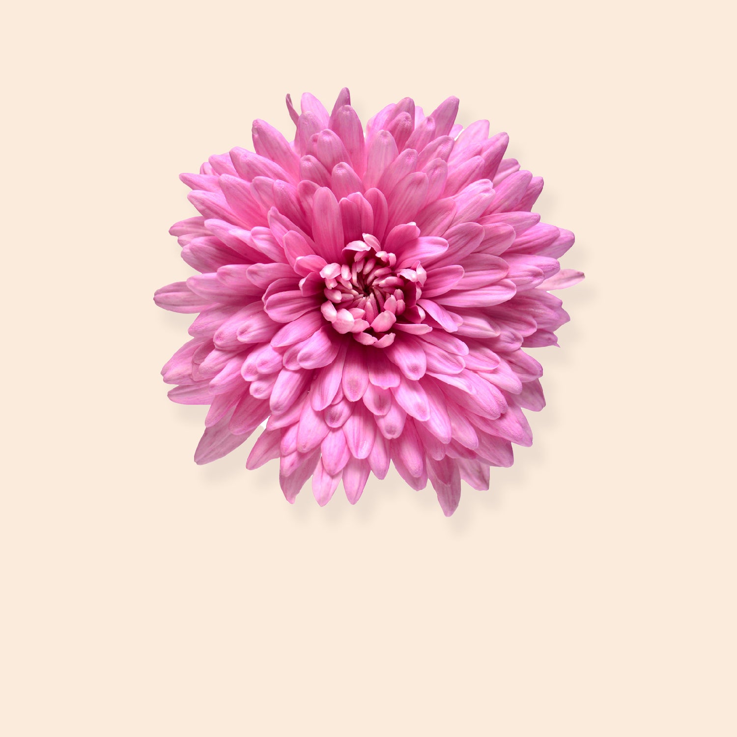 A close-up overhead shot of a fully bloomed pink chrysanthemum flower with numerous delicate petals arranged in a circular pattern, against a soft beige background with a subtle shadow underneath the flower.