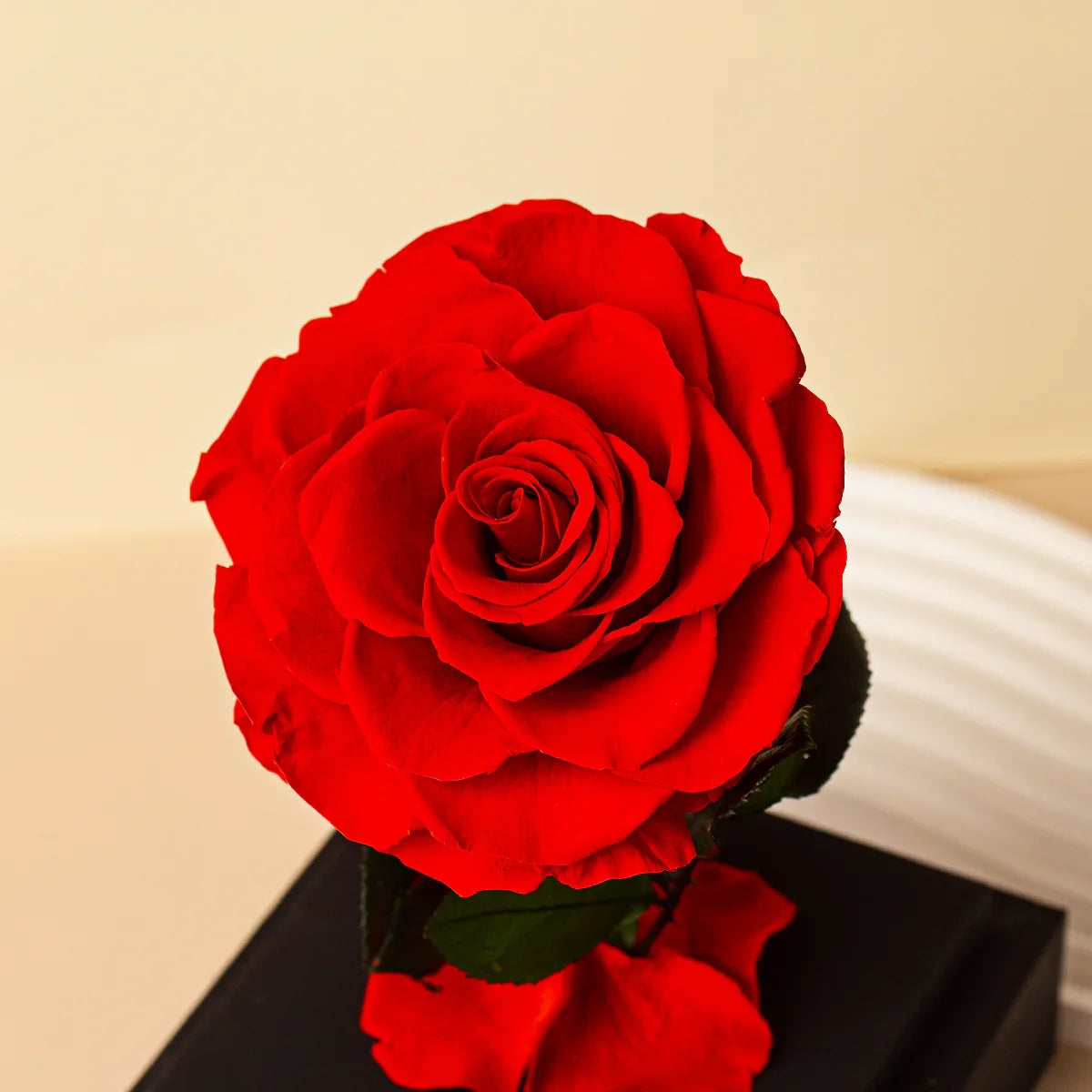 Close-up of a single vibrant red preserved rose with its leaves and fallen petals, displayed on a acrylic box base.