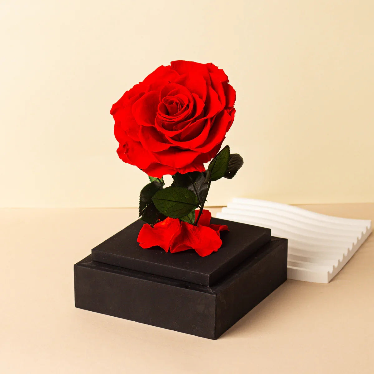 A single red preserved rose with its leaves and fallen petals, displayed on acrylic box base with a white decorative element to the side.