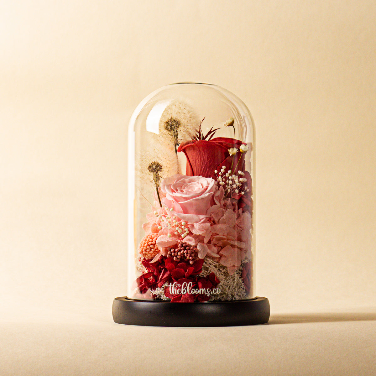 Front view of preserved pink and red rose bouquet with dandelion dried flowers and moss inside a clear glass dome on a black base, ideal luxury gift for special occasions by Theblooms.co.