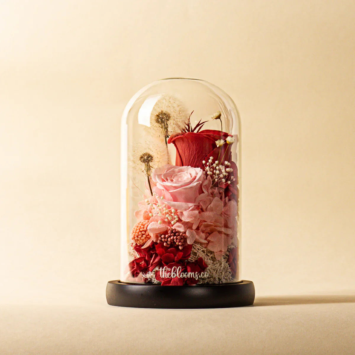 Front view of preserved pink and red rose bouquet with dandelion dried flowers and moss inside a clear glass dome on a black base, ideal luxury gift for special occasions by Theblooms.co.