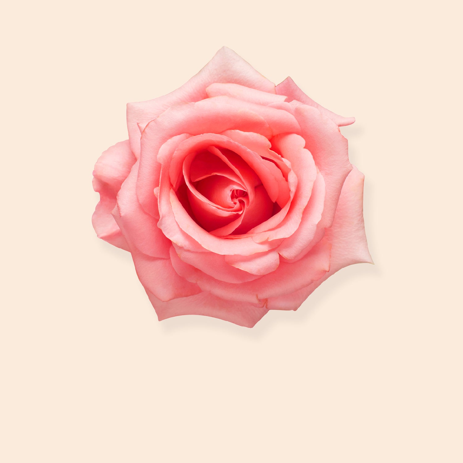 
A close-up overhead shot of a single pink rose with many petals, showing the spiral pattern in the center. The rose is against a soft beige background with a subtle shadow.
